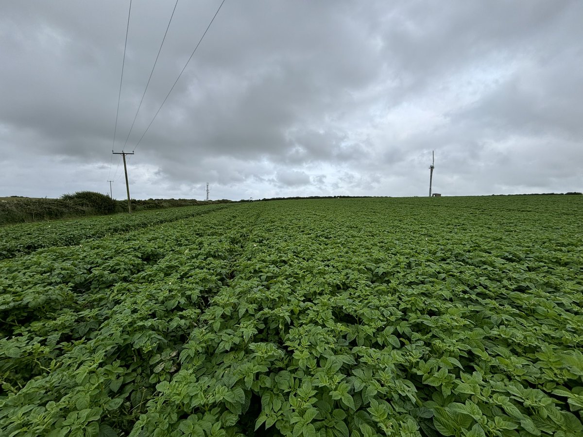 Agronomysilvers's tweet image. Cracking day today in north wales 🏴󠁧󠁢󠁷󠁬󠁳󠁿 4am start and 450 miles round trip was worth it for how well the crops are looking @AgriiUK #maize #potatoes #springbarley #undersownclover #newacres #agronomy