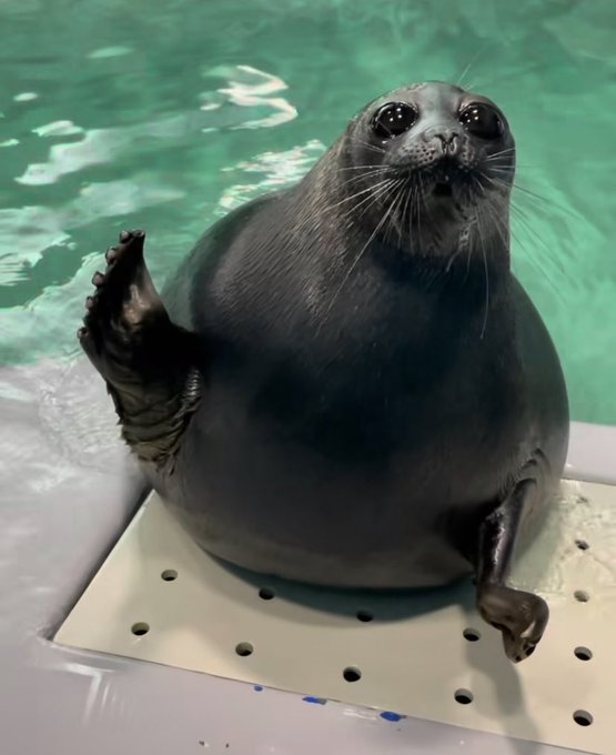 daily foca 26
this seal is waving at us!!!! we should wave back 👋