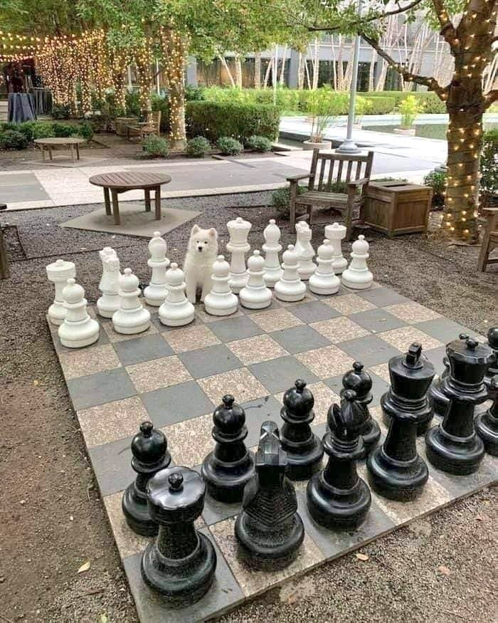 Oded Rechavi tweet media