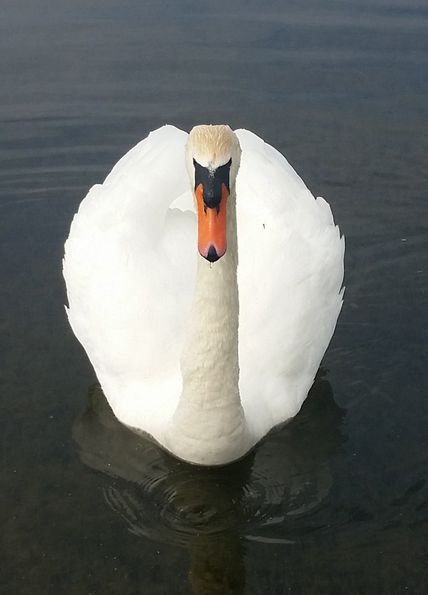 My new boyfriend. He's amazing . . . I used to put on tights and try to be like him.