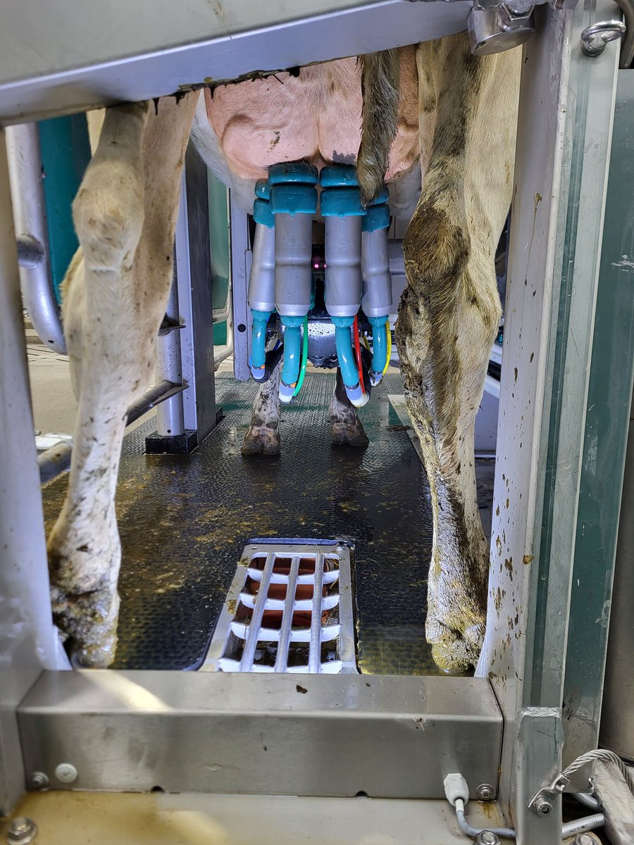 FTS Dairy Services (@dairyfts) on Twitter photo Start up day in Co. Kilkenny 🐮
Best wishes to the O Halloran family on their 3 new Gea Dairy Robots, Super project to be involved in, supplied and installed by <a href="/FtsDairy/">FTS Dairy Services</a> 🙌 Start up day in Co. Kilkenny 🐮
Best wishes to the O Halloran family on their 3 new Gea Dairy Robots, Super project to be involved in, supplied and installed by <a href="/FtsDairy/">FTS Dairy Services</a> 🙌