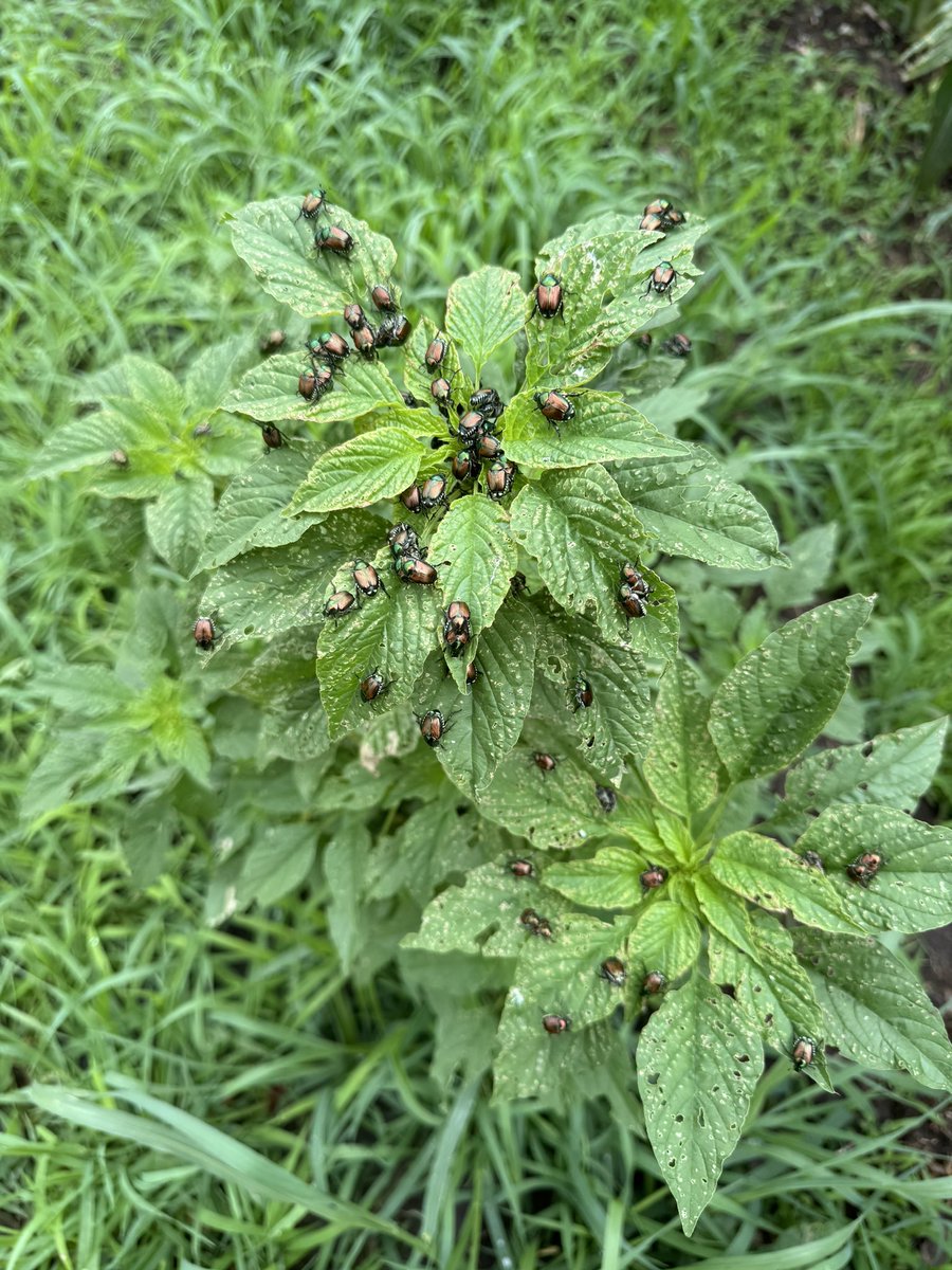 The only good place for the Japanese beetle to feed #scout24