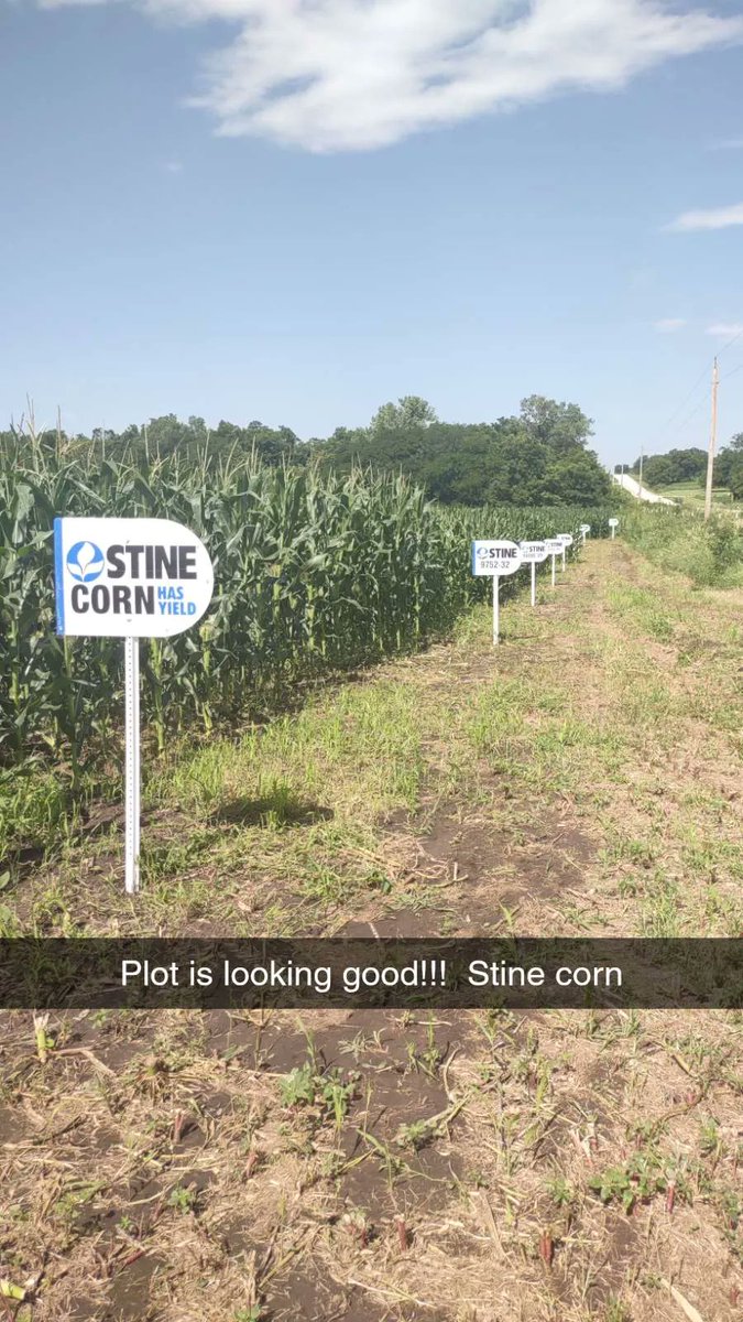 lcranch08's tweet image. The corn plot is looking good!!!