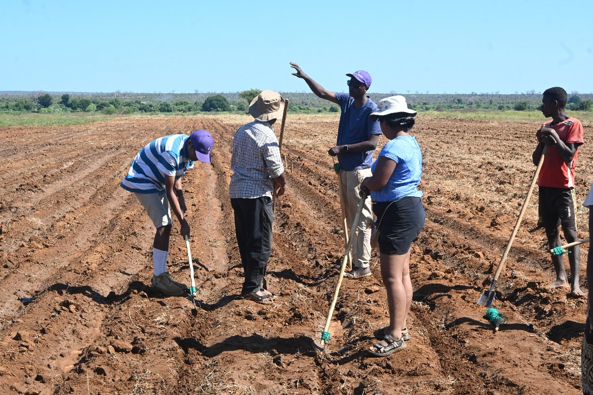 Global Collaboration on Sorghum and Millet🌾 tweet media