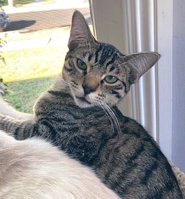 TheCatsMeowInc's tweet photo. Happy #tabbytuesday from Willie!

This darling 10yo boy is one of 128 kitties available for adoption through our #LosAngeles rescue!

#CatsOnX #CatsOfTwitter #XCats #AdoptDontShop #tuesdayvibes #cats https://t.co/DjxrsiblLG