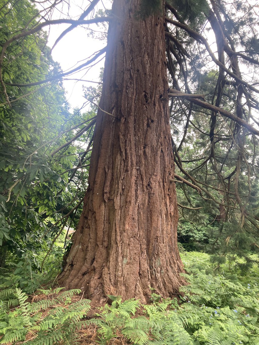 andrewnovell's tweet photo. Wellington Avenue, Crowthorne. The road is lined with over one hundred giant sequoia trees, known at the time of planting as Wellingtonia - named after, of course, the famous Duke #trunkouttuesday #history #nature #Crowthorne https://t.co/kUXH6Reukp