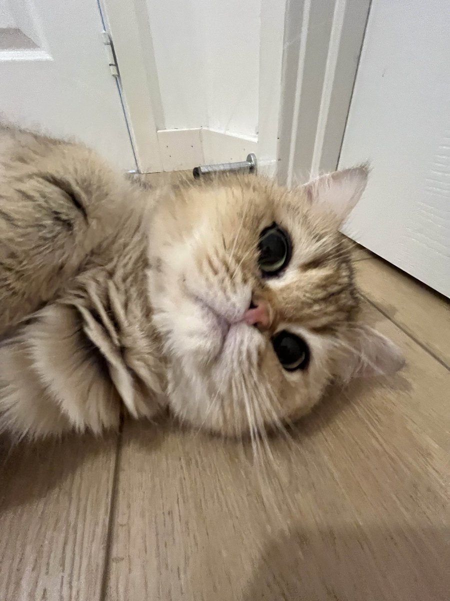 CrunchieKitty's tweet photo. Meow #kitty https://t.co/DgebwI82eW