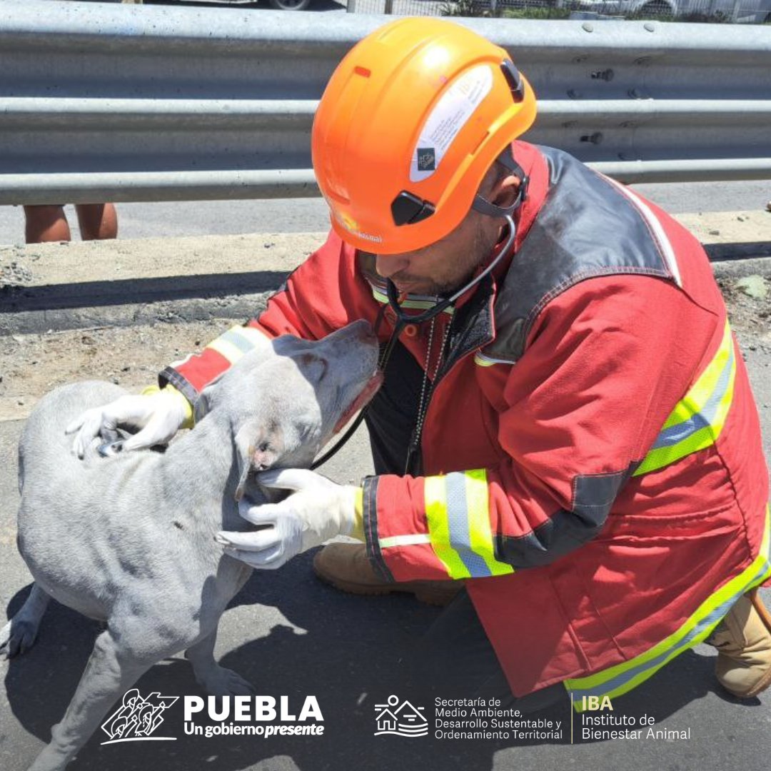 IBAGobPue's tweet photo. #SeInforma l Los responsables de "Tania" y "Muñeca", se acercan al personal del #IBAPue a que sean valorados y constatar su estado de salud.
⚠️Exhortamos a los ciudadanos a mantener resguardados y bajo supervisión a sus animales, evitemos riesgos. https://t.co/L9N49hipWQ