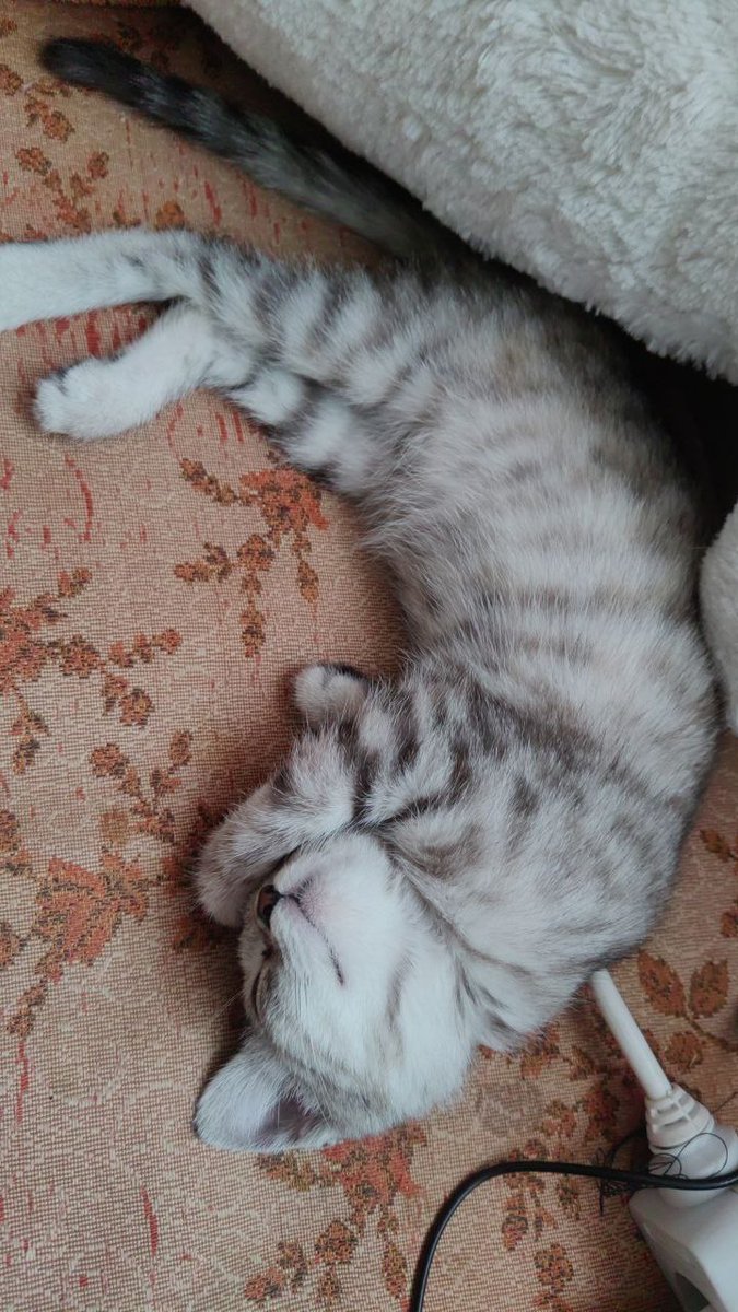 epernybabay's tweet photo. НОВОСИБИРСК 
Сестра нашла в подъезде котёнка, девочку, ухоженная и ходит в лоток, явно домашняя, но соседи не признаются чья. На вид месяца 2, активная и ручная, семья себе не может оставить, у них уже 3 кошки. Будем рады пристроить в хорошие руки в ближайшее время ❤
#котодобро https://t.co/5Kx7N4wzhU