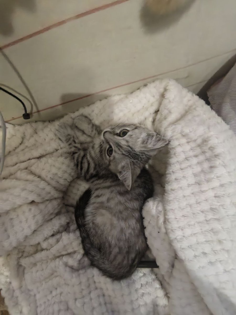 epernybabay's tweet photo. НОВОСИБИРСК 
Сестра нашла в подъезде котёнка, девочку, ухоженная и ходит в лоток, явно домашняя, но соседи не признаются чья. На вид месяца 2, активная и ручная, семья себе не может оставить, у них уже 3 кошки. Будем рады пристроить в хорошие руки в ближайшее время ❤
#котодобро https://t.co/5Kx7N4wzhU