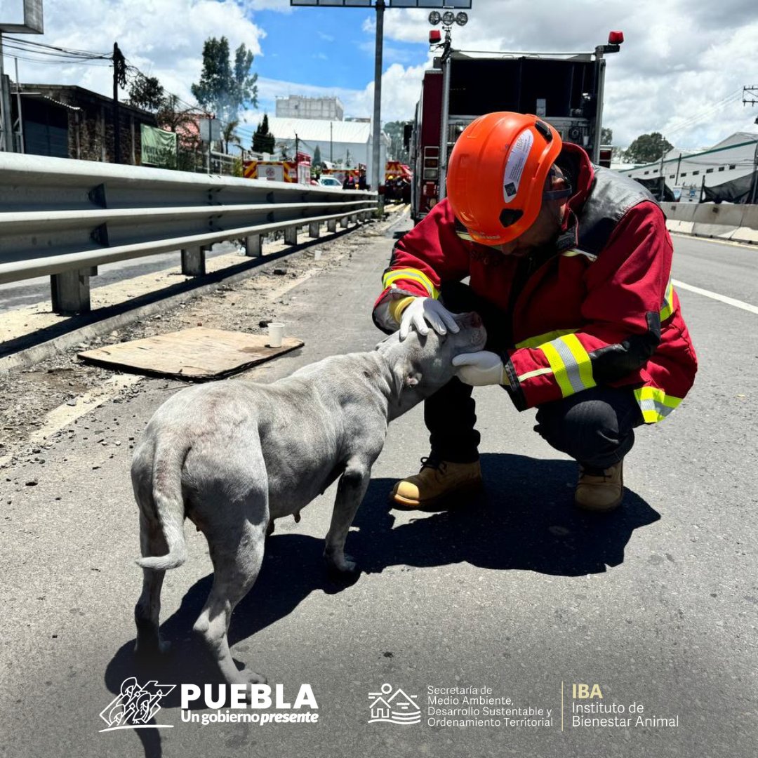 IBAGobPue's tweet photo. #SeInforma l Los responsables de "Tania" y "Muñeca", se acercan al personal del #IBAPue a que sean valorados y constatar su estado de salud.
⚠️Exhortamos a los ciudadanos a mantener resguardados y bajo supervisión a sus animales, evitemos riesgos. https://t.co/L9N49hipWQ