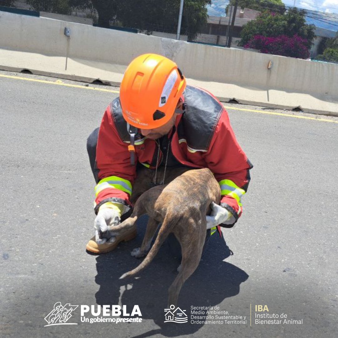 IBAGobPue's tweet photo. #SeInforma l Los responsables de "Tania" y "Muñeca", se acercan al personal del #IBAPue a que sean valorados y constatar su estado de salud.
⚠️Exhortamos a los ciudadanos a mantener resguardados y bajo supervisión a sus animales, evitemos riesgos. https://t.co/L9N49hipWQ