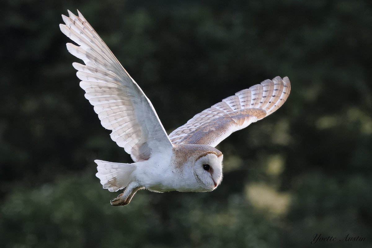 Evening everyone! I’ve got 4 owlets to feed. They were given their special bracelet rings yesterday. Must dash!