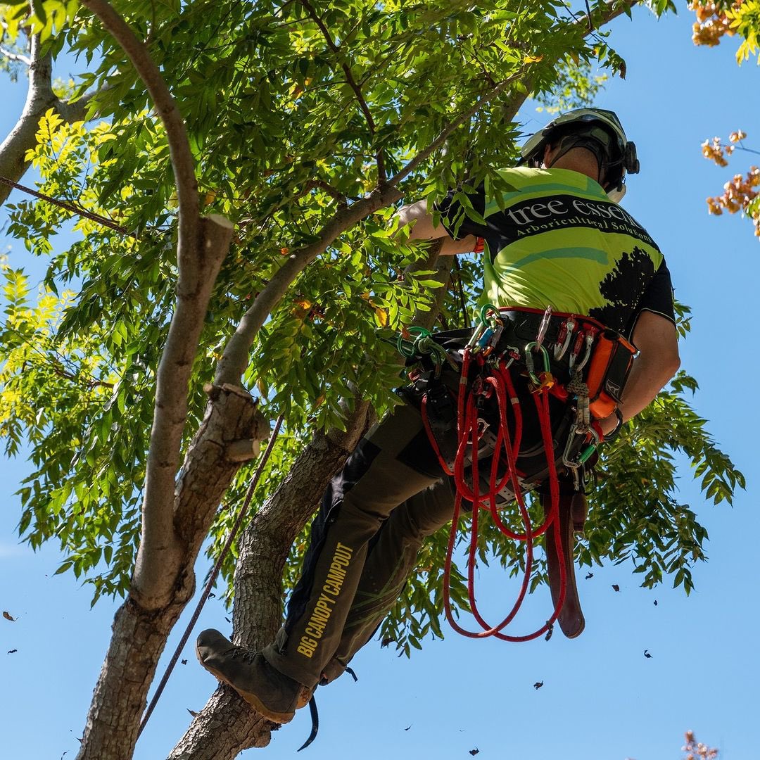 #Repost from @treeessence 
#treeessence #goldcoast #treecare #treepruning #stormdamage #treepruninggoldcoast #motivation #husqvarnachainsaw #arboriculture #tree #fiskars #treeclimbing #canopy #leafs #Silkysaw #remedialprunin <a href="/fiskars/">Lotta Fiskars</a> @silky_saws