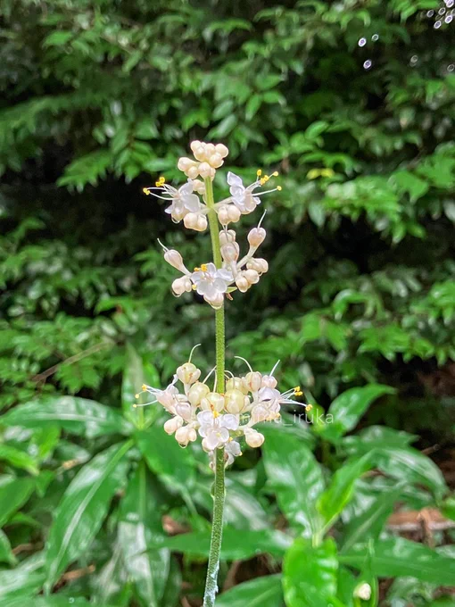 あささんぽ。今日もウォーキングメインだったのでスマホ写真カラスウリの花が咲いていたりヤブミョウガの花が咲いていたり素敵なキキョウの咲くお庭を見つけたりなかなか良さげな新ルートを見つけたりしました。 
