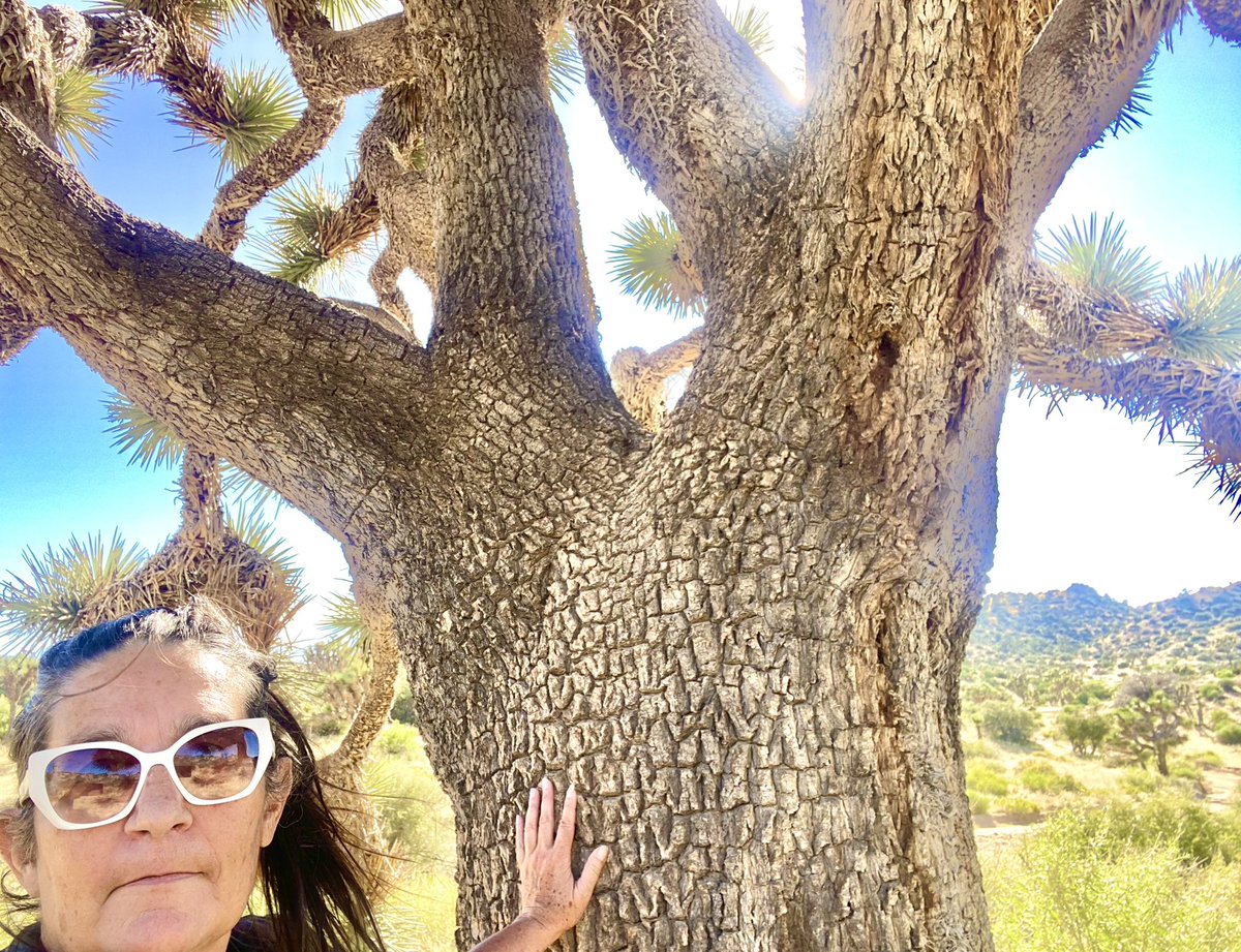 Save the 3,000 old-growth Joshua Trees at Boron from being slaughtered for the poorly-sited Aratina solar project! #JoshuaTree #MojaveDesert #solarenergy