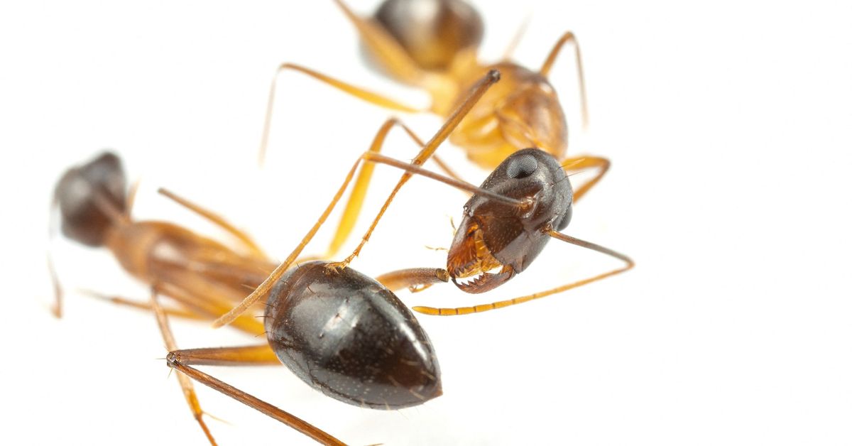 Reuters's tweet image. Ants perform limb amputations on injured comrades to save their lives reut.rs/3Lb8Eso