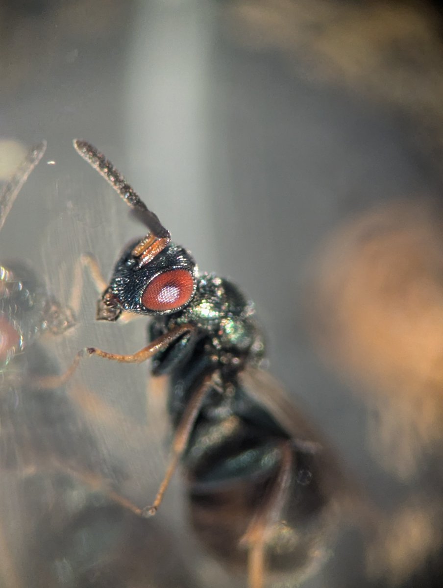 🏳️🌈Timo Wayman🇵🇷 tweet media