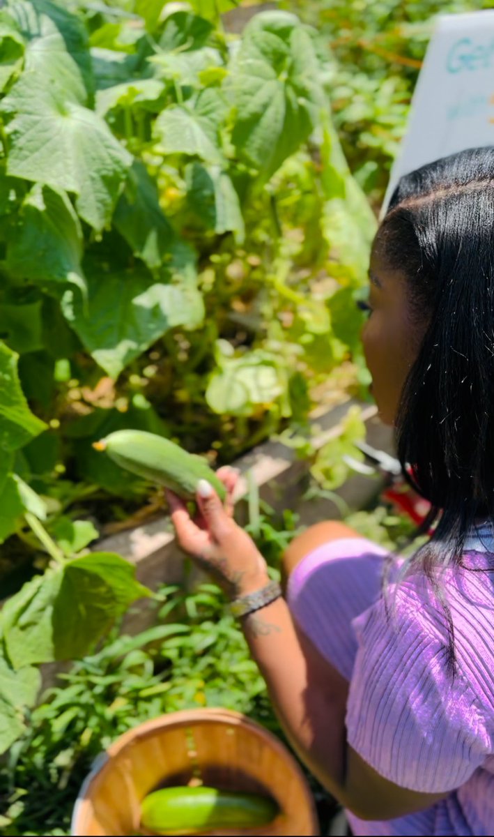 BryaBerryTV's tweet photo. #HungerFreeKC: I harvested my first cucumbers from my "Get Growing With Brya" summer garden!
I am growing a garden for KCWE's #hungerfreekc campaign to combat food insecurity. Thank you, @KC_Gardens, for all you do for our community. https://t.co/iKdhPiOYIR