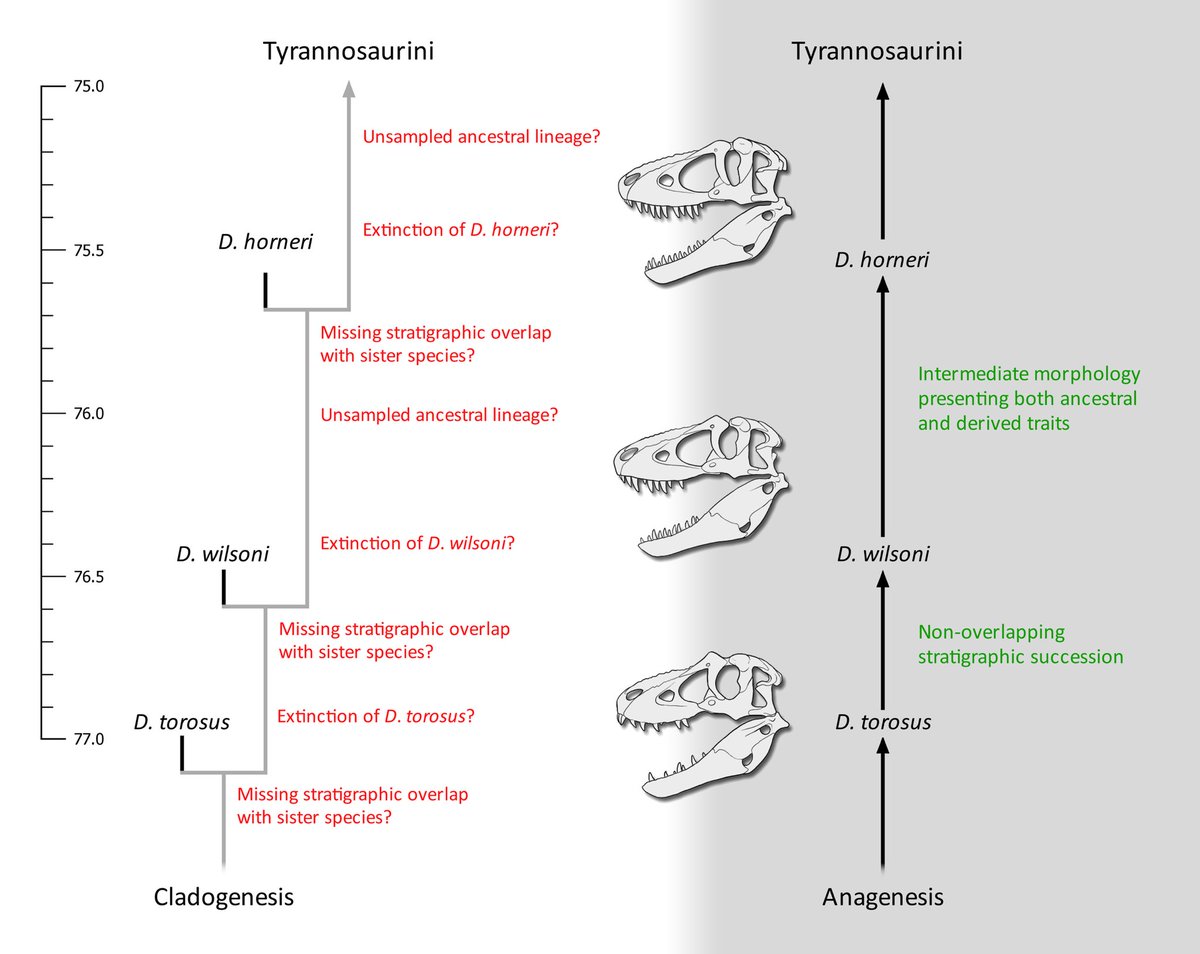 Barrerasaurus's tweet photo. NEW PAPER ON TYRANNOSAUR EVOLUTION

Our latest article on Tyrannogenesis!
-Tyrannosaurine Anagenesis-

Coauthors:
@eliaswarshaw @df9465 

Published in Cretaceous Research
Open Access: https://t.co/MJcfGDYVto

Art by: @GMonroyB1 https://t.co/RtmiG8spqG