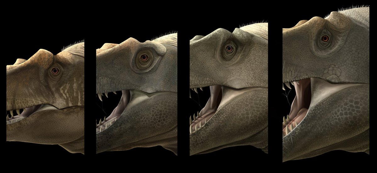 Barrerasaurus's tweet photo. NEW PAPER ON TYRANNOSAUR EVOLUTION

Our latest article on Tyrannogenesis!
-Tyrannosaurine Anagenesis-

Coauthors:
@eliaswarshaw @df9465 

Published in Cretaceous Research
Open Access: https://t.co/MJcfGDYVto

Art by: @GMonroyB1 https://t.co/RtmiG8spqG