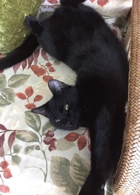 catgirl321's tweet photo. #TributeRide 7/2/24
Iβm riding for:
@3panfurs Maxβs devastated Mum and grieving sibfurs Moley and LizzieππΎ
Adored and cherished MAX has joined the ranks of Rainbow Bridge Angelsππ
#BBOT #PinkAngels #weeti #AngelsTogether #AngelMax https://t.co/TST0rfyvPD