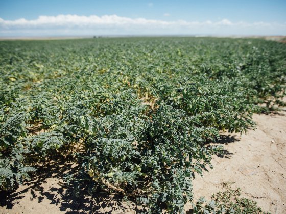 MSUCollegeofAg's tweet image. It&apos;s summer, which means it&apos;s officially grasshopper season in Montana.  

Researchers at MSU and MSU Extension are studying management practices for grasshoppers to help protect crops around the state. 

Check out their work here!  montana.edu/news/23794