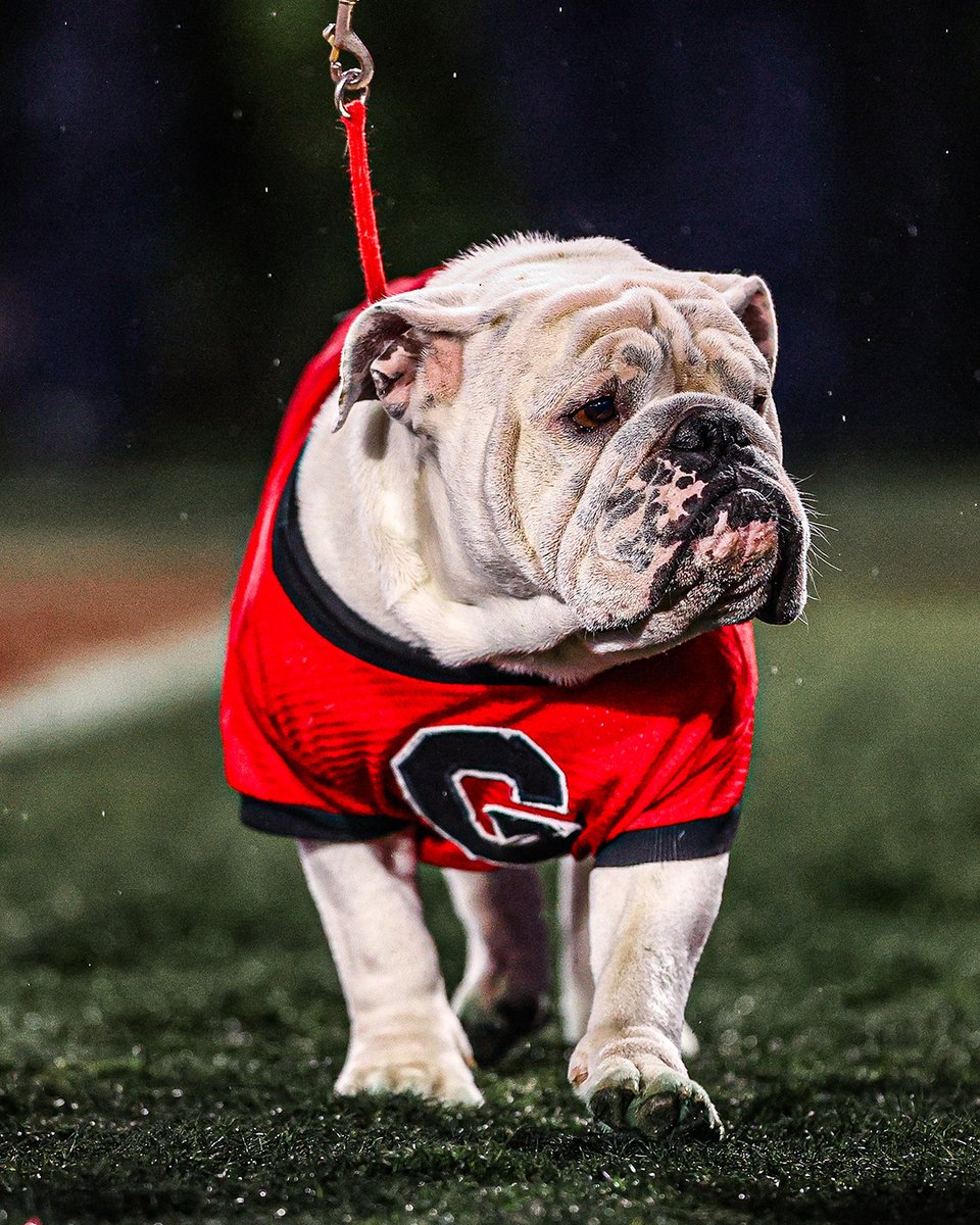 Georgia Bulldogs tweet media