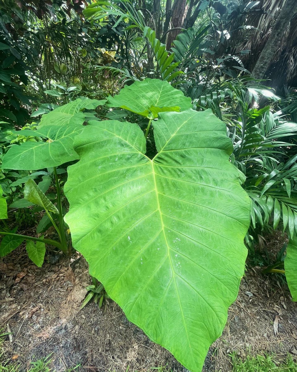 kaya2915's tweet image. I am forever amazed by the tropical flora and fauna growing naturally right in my backyard 🌞🧚🏻#ElephantEars #TrunksUp 🐘🌱💚 #Shadywoods #Greenbelt #LoveDelray 🩵🫶🏼