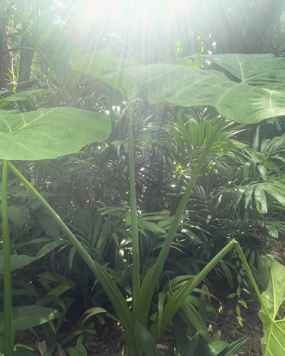 kaya2915's tweet image. I am forever amazed by the tropical flora and fauna growing naturally right in my backyard 🌞🧚🏻#ElephantEars #TrunksUp 🐘🌱💚 #Shadywoods #Greenbelt #LoveDelray 🩵🫶🏼