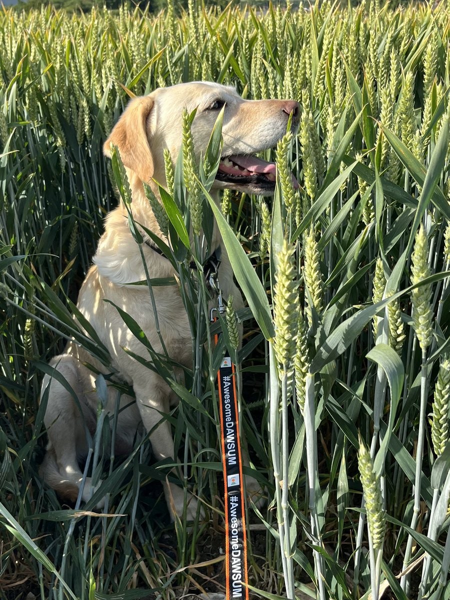 Tillie sporting her new <a href="/KWSUKLtd/">KWS UK Ltd</a> lead tonight checking our crop of Dawsum wheat out ! #DawsumDogs