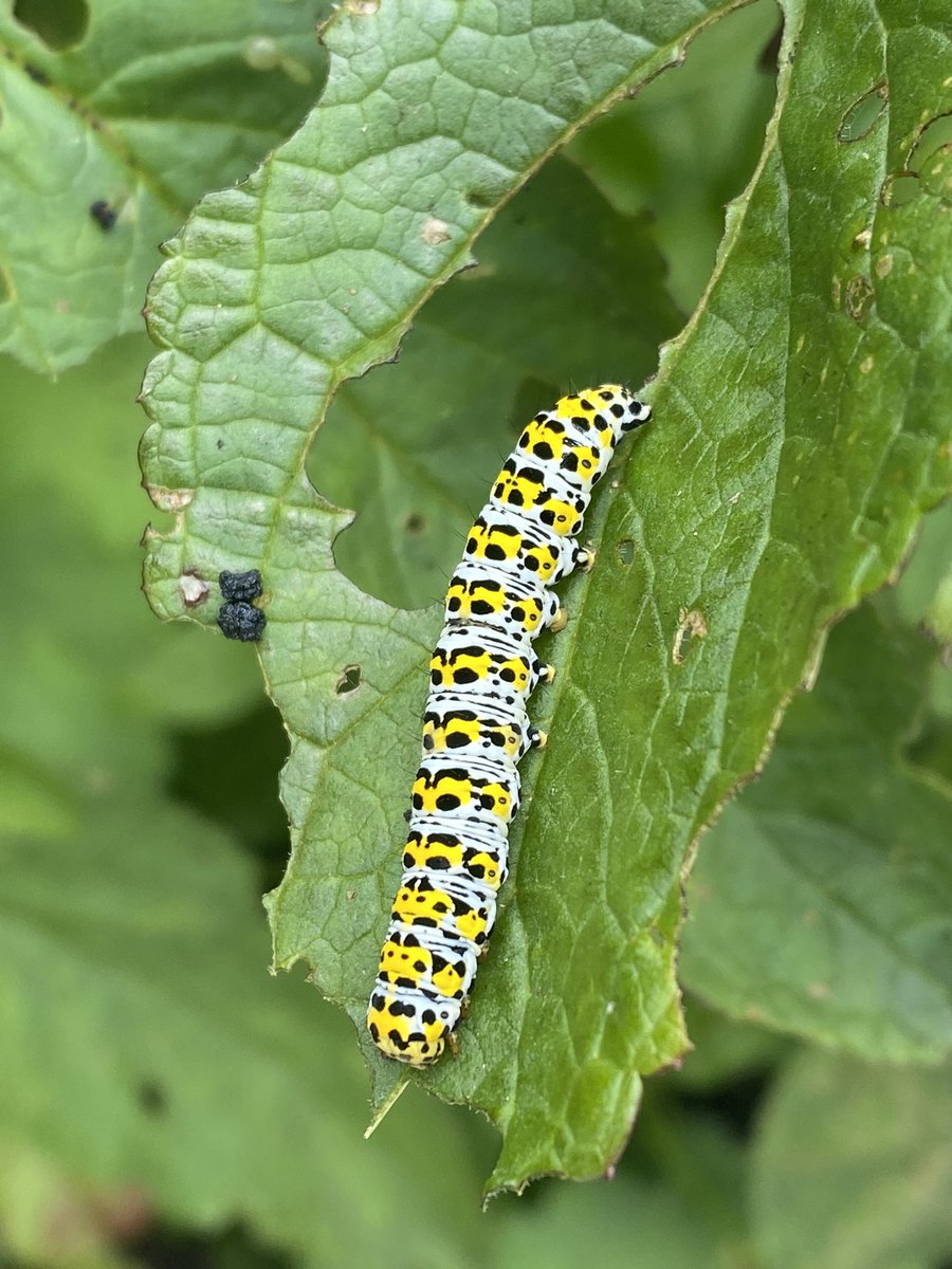 TheGreenJeanie's tweet photo. Despite the current dearth of #insects at the moment I found an interesting array on the humble #figwort! A few #carderbumblebees plus this #bufftailedbumblebee #worker. A fascinating #figwortsawfly &amp; my favourite #caterpillar the #blimpesque #mulleinmothcaterpillar #insects #bee https://t.co/frS8dof2rd