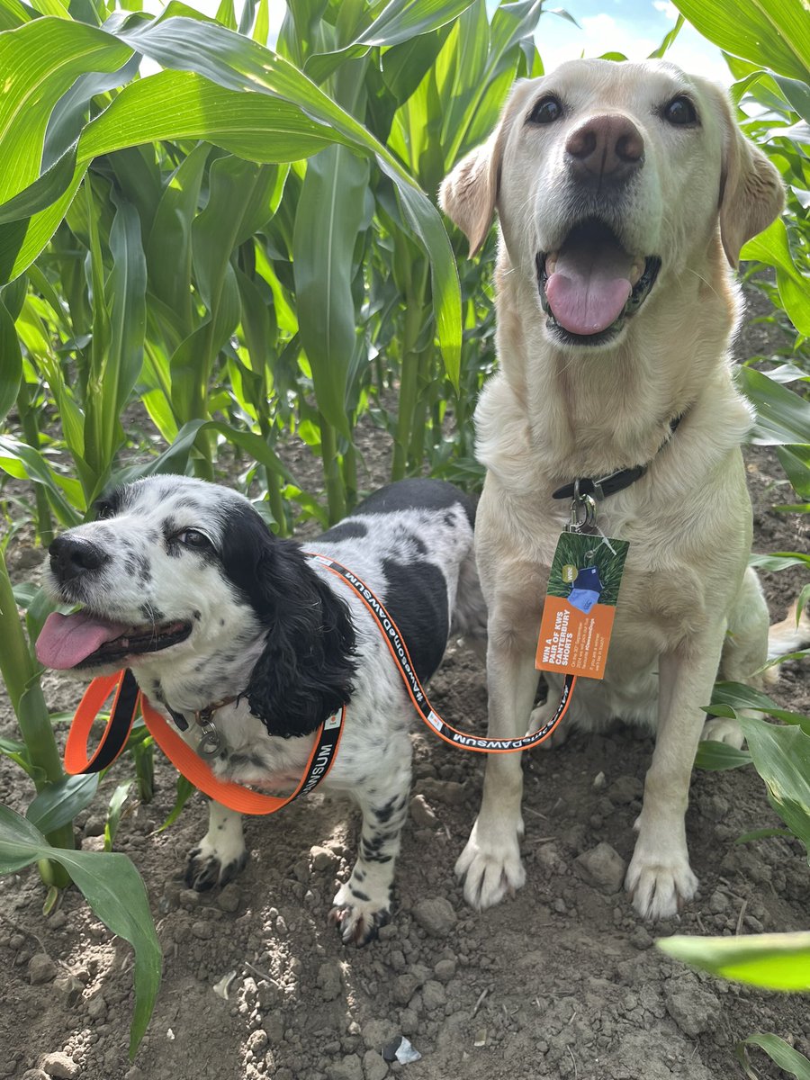 Tillie looking after Mollie tonight with her new <a href="/KWSUKLtd/">KWS UK Ltd</a> Dawsum lead while out looking at our crop of Exelon maize #DawsumDogs
