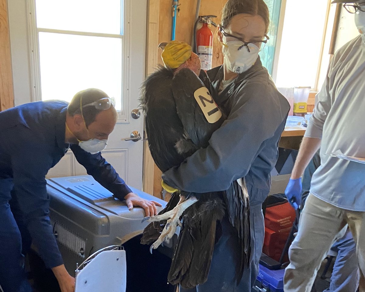 Ventana_WS's tweet photo. Thanks to help from our valued partners at @PinnaclesNPS, @oakzoo & @SPCAmc, 28% of the free-flying condor population in central CA is #vaxed against #HPAI. ☺️👏👏👏🙏 https://t.co/lGQXjcQU1O