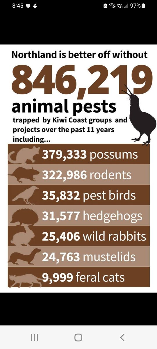 This is what over 10 years of pest control from mostly  volunteer groups can achieve . We now have 230 groups in Northland doing it fir love not money.