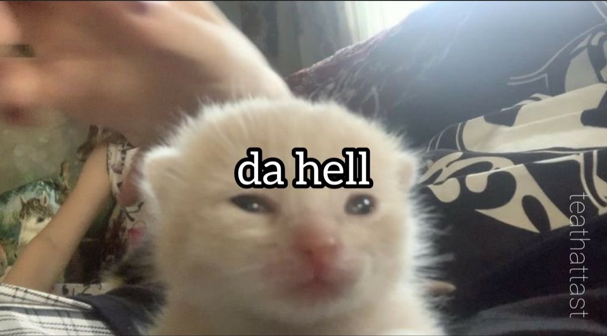 chaotic cats (@chaoticcatpics) on Twitter photo 