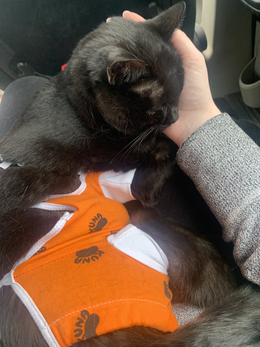 Picked Lilo up from the hospital today!! The surgery was a success! She’s still not eating much because she’s very stressed so hopefully being home with me will help keep her relaxed. 

Streams will continue soon! Just need to care for my girl. Thanks for understanding ❤️