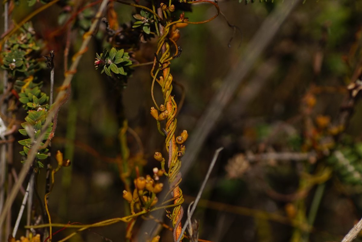 lost_in_botany's tweet photo. #Cassytha racemosa living its best life amongst the swamp plants! https://t.co/fhZ6zeSXhR