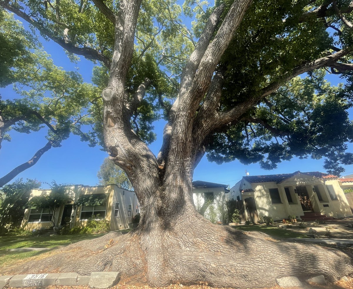 cOURTESYcOPY's tweet photo. California Heights https://t.co/YUT1zr7CkY