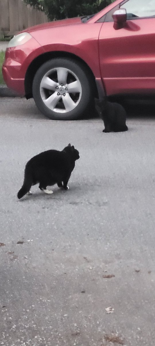 KITTEHSofYVR's tweet image. Changi g of the guard last evening in wast van.  Nothing to report from The day shift

#kittehs #yvr #vancouver #CatsofTwittter