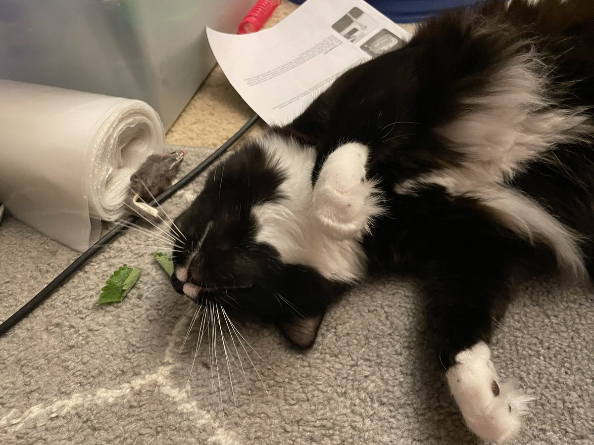 Guess the catnip had to be fresh for him to care.