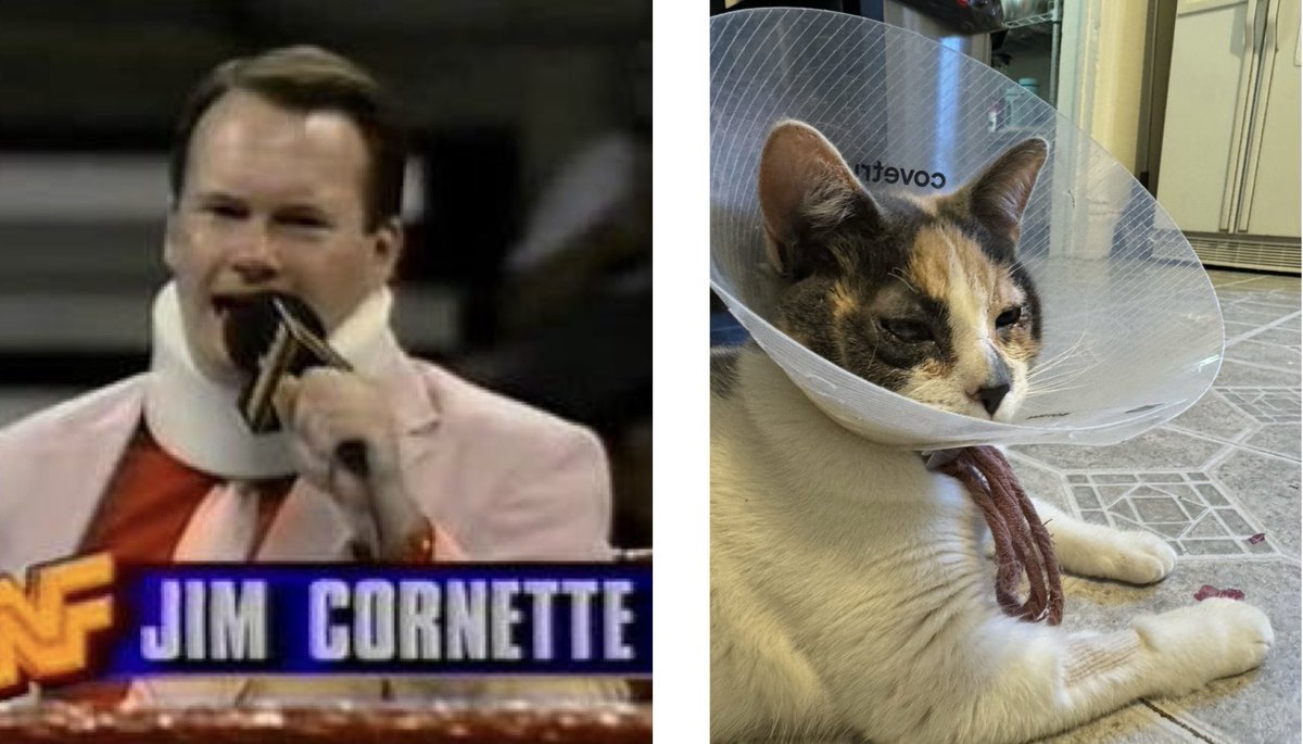 Chuck Carte (@realchuckcarte) on Twitter photo Our cat, Jim Cornette, had eye surgery this week and is recovering nicely. With her in the cone for the next two weeks, it reminded me of another <a href="/TheJimCornette/">Jim Cornette</a>! Who wore it best? Our cat, Jim Cornette, had eye surgery this week and is recovering nicely. With her in the cone for the next two weeks, it reminded me of another <a href="/TheJimCornette/">Jim Cornette</a>! Who wore it best?