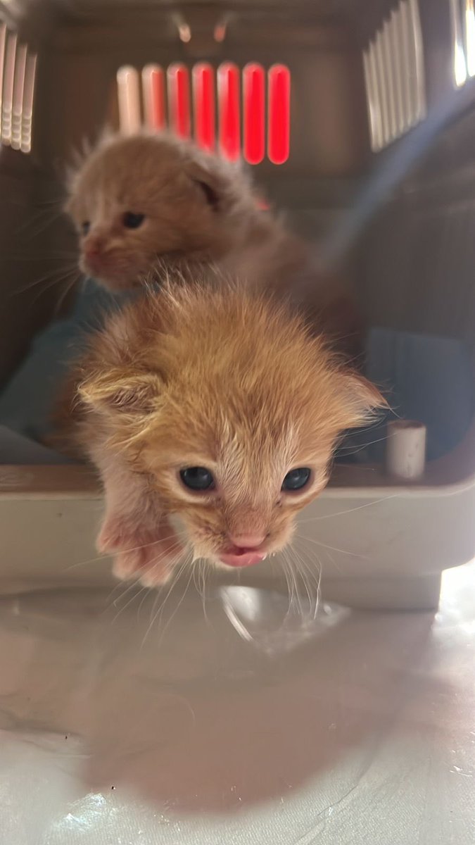 Thank you @SaltyMacTavish 
and to everyone who appreciates your craftsmanship and buys wooden spoons.

The recent donations you have sent from the proceeds have ensured the rescue of kittens who were found next to their deceased Mama
They are now at a vet in Aruba