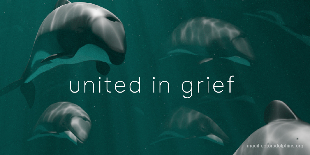 10 dolphins reported killed by fishing industry so far in 2024. 2 the year before onboard cameras. Most within Canterbury waters.
Those beyond dolphins directly killed also suffer. The whole pod &amp; species are affected.
ECan can fix this, sign and share 
community.greenpeace.org.nz/.../ecan-prote…...