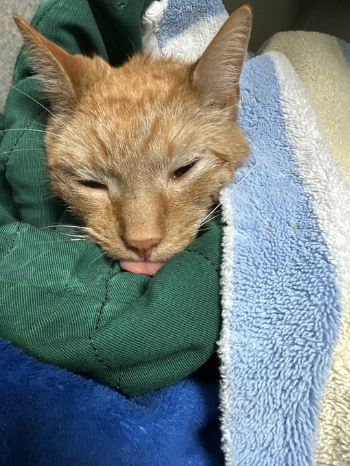 Velcro Cat (seen in 90% of my videos) had some major dental work done today! He&rsquo;s home &amp; recovering,<a href="/tag/larryforpm"class="tags"><span>#larryforpm</span></a>