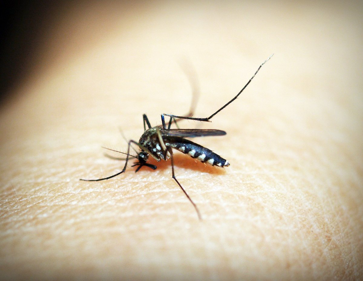 🚨 Atención: La proliferación del #dengue en varios estados del país es alarmante. La falta de campañas preventivas está cobrando vidas. ¡Necesitamos tomar acción inmediata! #CrisisDeDengue

<a href="/AntorchaOficial/">Movimiento Antorchista Nacional</a> <a href="/antorchaedomex/">antorchaedomex</a> <a href="/antorcha_tx/">AntorchaTx</a>