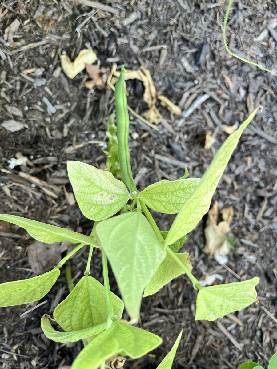 What do you see 👀? What do I see👀 ? 

Yes, yes, yes - fruit 🍅 of our labor!