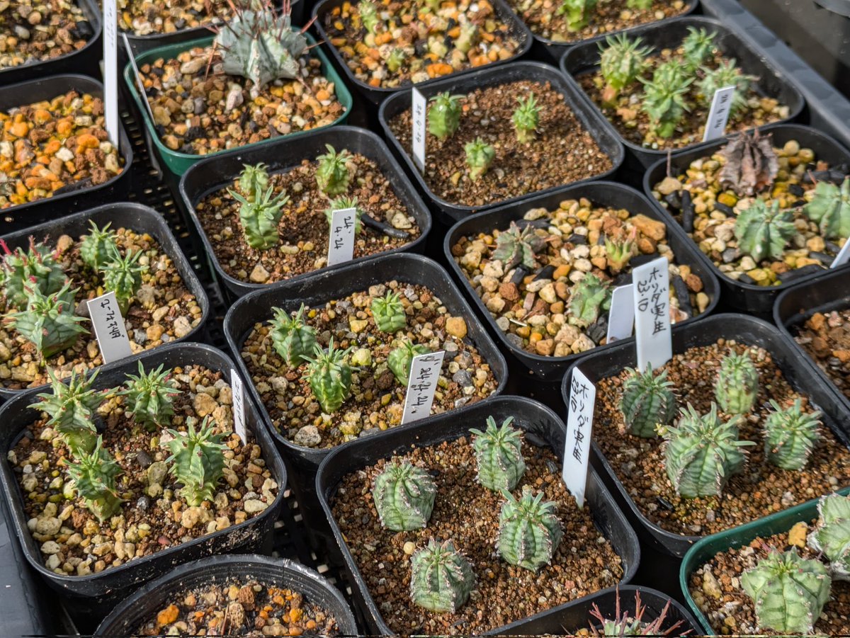 ハゲ散らカクタス店長岡田の草の趣味 tweet media