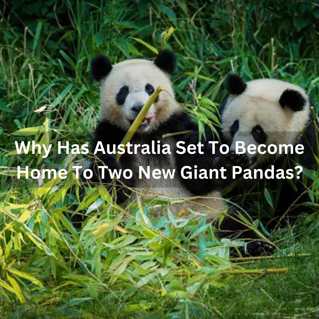 LiveTribe_'s tweet photo. A new pair of giant pandas have been offered to Adelaide Zoo in a swap for the popular duo who have called the zoo home for 15 years. Chinese Premier Li Qiang announced at the zoo this morning, thanking South Australia for looking after Wang Wang and Fu Ni https://t.co/YueTZKQ2oc https://t.co/hgh6gQsFnZ