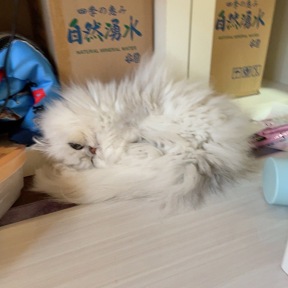 dia190414's tweet photo. ゴロゴロするにゃ https://t.co/qH8EXUq3bK